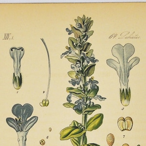 Bugleherb Print - Original Antiker Botanischer Druck 1880er Jahre - Ajuga Reptans (Pflanzenblume Saat blauEr BugleTeppich Teppich Bugleweed Kräuter)