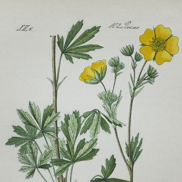 Hairy Cinquefoil Print - Original Antique Botanical Print 1880s - Potentilla hirta (plant flower seed garden yellow Rosaceae buttercup)