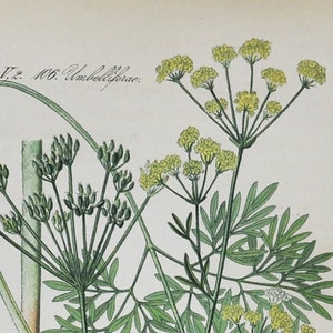 Pepper-Saxifrage Print - Original Antique Botanical Print 1880s - Silaum silaus (plant flower garden perennial umbellifer John Parkinson)