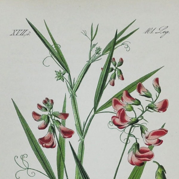 Flat Pea Print - Original Antique Botanical Print 1880s - Lathyrus sylvestris (plant flower seed garden pink narrow-leaved everlasting-pea)