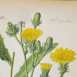Hawkweed Oxtongue Print - Original Antique Botanical Print 1880s - Picris hieracioides (plant flower garden seed yellow europe asia china)