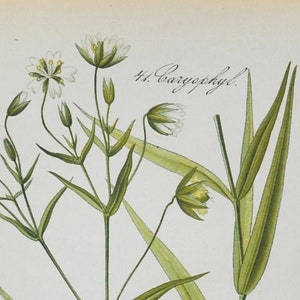 Addersmeat Print - Original Antiker Botanischer Druck 1880er Jahre - Stellaria holostea (Pflanze Blume Saatgarten größeres Stichkraut Dauerkraut)