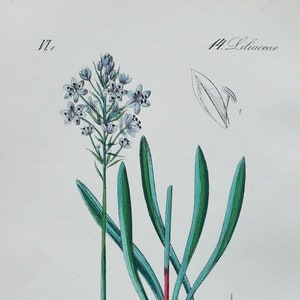 Italian Bluebell Print - Original Antique Botanical Print 1880s - Scilla italica (plant flower seed garden perennial Italian squill bulb)