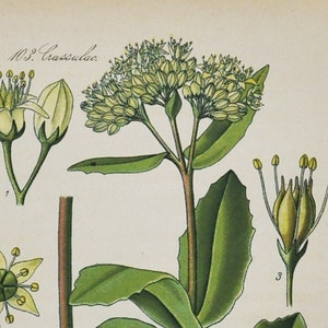 Steinkropf Druck - Original Antiker Botanischer Druck 1880er Jahre - Sedum maximal (Pflanzenblume Garten Samen Crassulaceae wildflower europe)