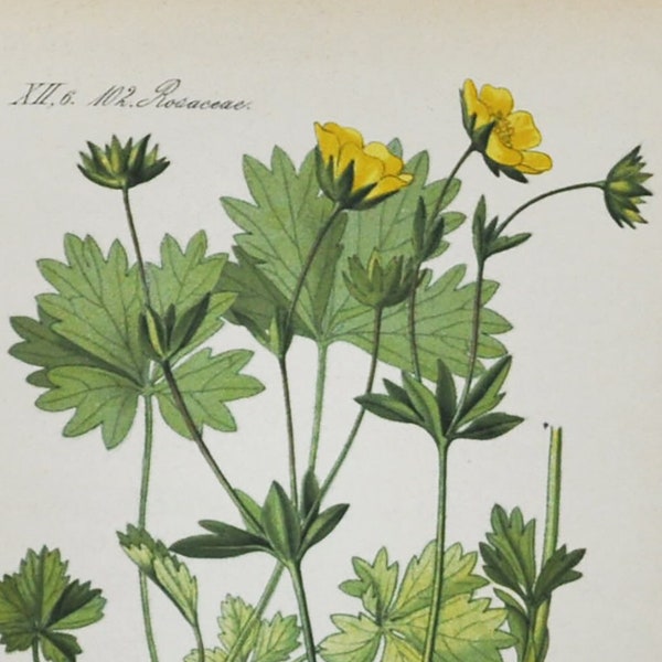 Alpine Cinquefoil Print - Original Antique Botanical Print 1880s - Potentilla salisburgensis (plant flower seed garden yellow spring europe)