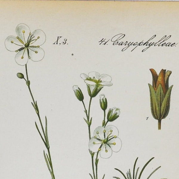Sandwort Print - Original Antique Botanical Print 1880s - Alsine laricifolia (plant flower garden seed white minuartia caryophyllaceae alps)