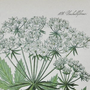 Österreichischer Pleurospermum Print - Original Antiker Botanischer Druck 1880er Jahre - Pleurospermum Austriacum (Pflanzenblume Saatgarten weiß europa)