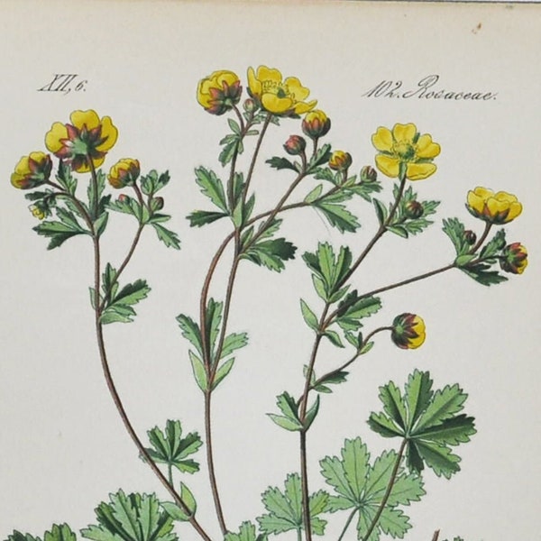 Cinquefoil Print - Original Antique Botanical Print 1880s - Potentilla opaca (plant flower seed garden europe yellow tormentil perennial)
