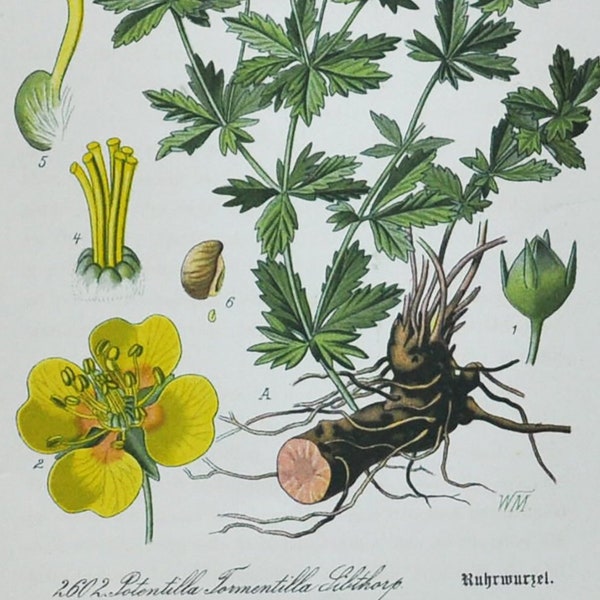 Erect Cinquefoil Print - Original Antique Botanical Print 1880s - Potentilla tormentilla (plant flower seed garden tormentil septfoil herb)