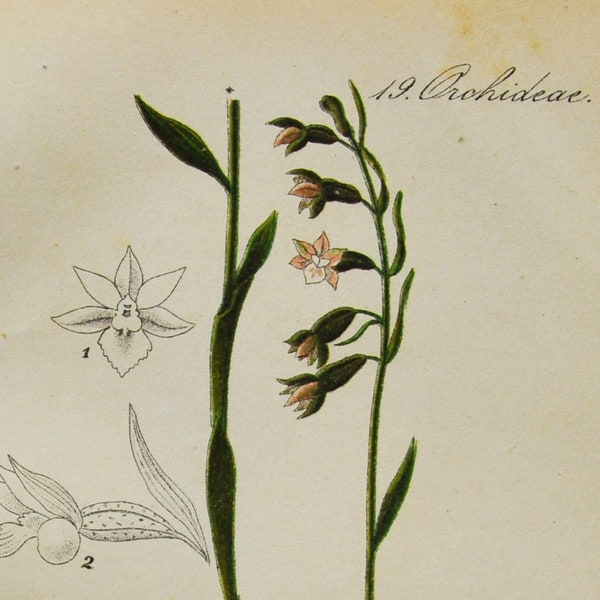 Small-Leaved Helleborine Orchid Print - Original Antique Botanical 1880s - Epipactis microphylla (plant flower seed orchidaceae Orchidaceae)