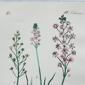 Herbst Squill Print - Original Antiker Botanischer Druck 1880er Jahre - Scilla / Prospero Autumnale (Pflanzenblume Saatgarten Portugal Europa Türkei)