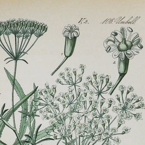 Sichelweed Print - Original Antiker Botanischer Druck 1880er Jahre - Falcaria rivini (Pflanzenblume Garten Samen Longleaf Rebibi Alkaloid weiß)