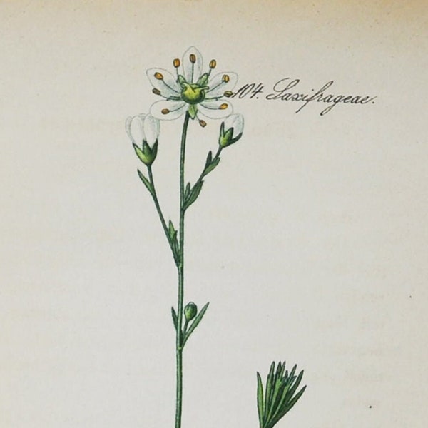 Impresión Mossy Saxifrage - Original Antique Botanical Print 1880s - Saxifraga hypnoides (jardín de semillas de flores de planta Dovedale Moss Iceland white)