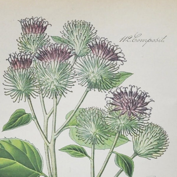 Woolly Burdock Print - Original Antique Botanical Print 1880s - Lappa / Arctium tomentosum (plant flower seed garden downy Philip Miller)