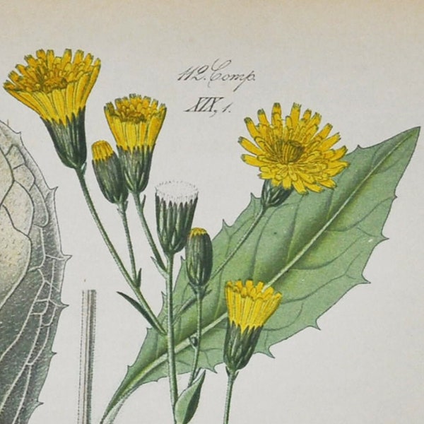 Hawkweed Print - Originele Antieke Botanische Print 1880s - Hieracium racemosum (plant bloem zaad tuin geel groene hierakion paardebloem)