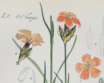 Carthusian Pink Print - Original Antique Botanical Print 1880s - Dianthus carthusianorum (plant flower garden seed herb perennial belgium)