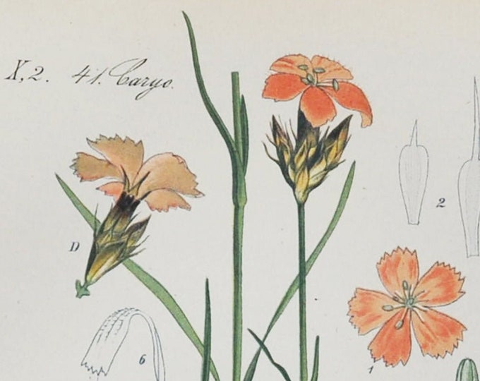 Carthusian Pink Print - Original Antique Botanical Print 1880s - Dianthus carthusianorum (plant flower garden seed herb perennial belgium)