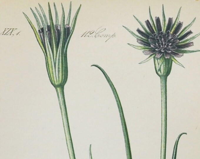 Salsify Print - Original Antique Botanical Print 1880s - Tragopogon porrifolius (plant flower garden seed oyster Jerusalem star goatsbeard)