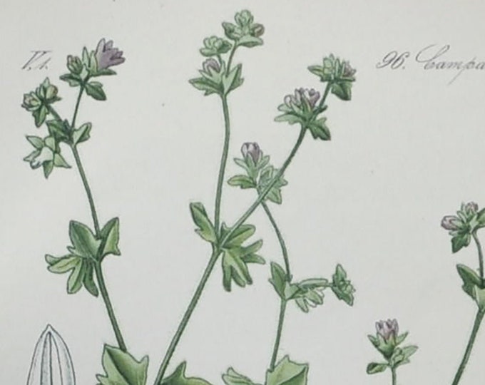 Small Bellflower - Original Antique Botanical Print - Campanula Erinus L. (Kampanula) - 1880's - bell flower / plant / alpes / alpine