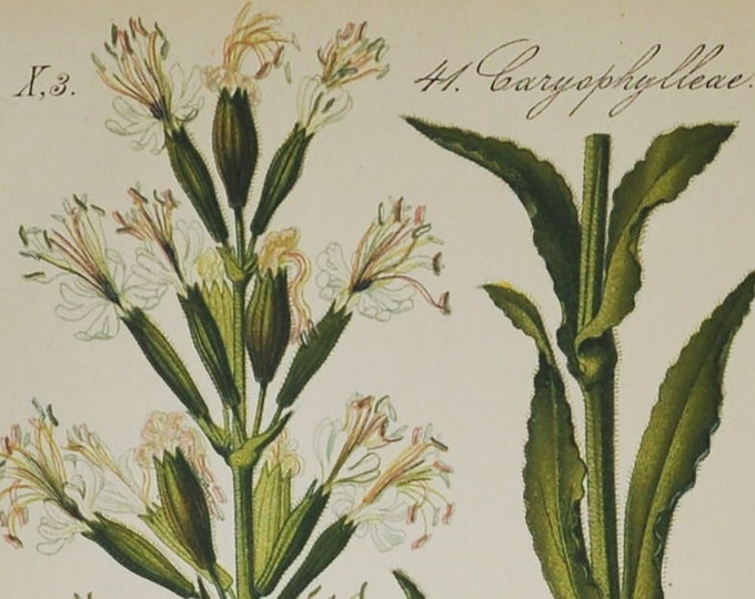 White Sticky Catchfly Print - Original Antique Botanical Print 1880s - Silene viscosa (plant, flower, wild, seed, white, campion, darwin)