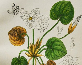 European Frog's-Bit Print - Original Antique Botanical Print 1880s - Hydrocharis morsus-ranae (plant flower garden seed common frogbit lily)