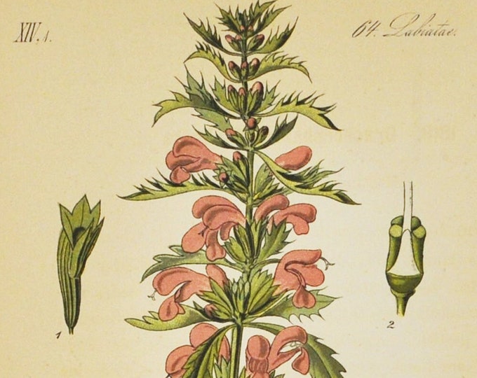 Moldavian Dragonhead Print - Original Antique Botanical Print 1880s - Dracocephalum moldavica (plant flower seed pink perennial dragon head)