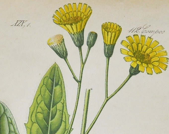 Schmidt's Hawkweed Print - Original Antique Botanical Print 1880s - Hieracium schmidtii (plant flower seed garden yellow hierakion dandelion