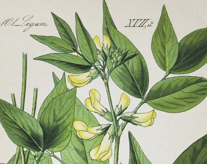 Broad-Leaved Vetch Print - Original Antique Botanical Print 1880s - Vicia oroboides (plant flower garden seed perennial yellow legume bean)