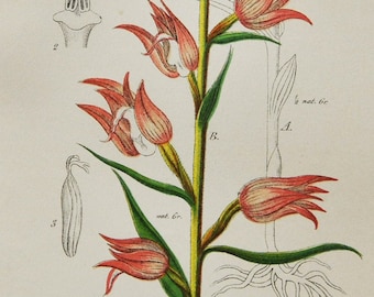 Red Helleborine Orchid Print - Original Antique Botanical 1880s - Cephalanthera rubra (plant flower seed orchidaceae orchis Orchidaceae)