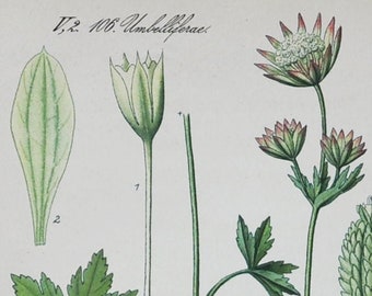 Astrantia Print - Original Antique Botanical Print 1880s - Astrantia gracilis (plant flower garden seed pink white great masterwort europe)