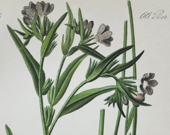 Purple Gromwell Print - Original Antique Botanical Print 1880s - Lithospermum purpurocaeruleum (plant flower seed blue purple rhizome herb)