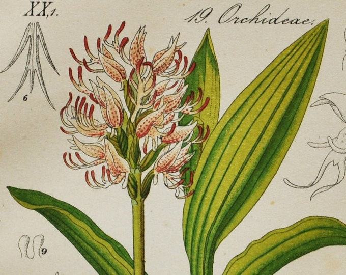 Monkey Orchid Print - Original Antique Botanical 1880s - Orchis simia (plant flower seed orchidaceae pink purple asparagales mediterranean)