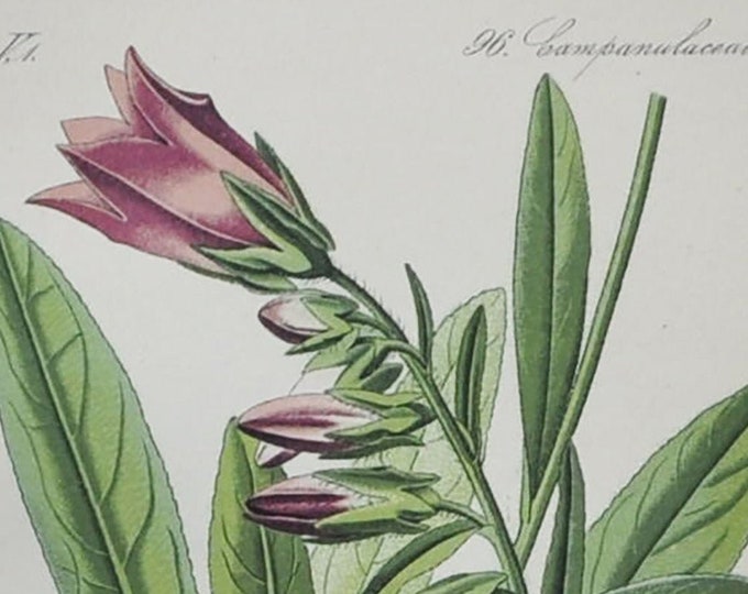 Bearded Bellflower - Original Antique Botanical Print - Campanula barbata - Campanulaceae - 1880's - bell flower / plant / alps / alpine