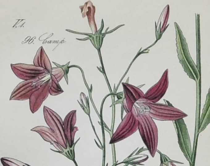Spreading Bellflower - Original Antique Botanical Print - Campanula patula - 1880's - bell flower / plant / alps / alpine / campanulaceae