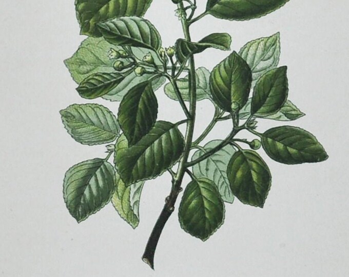 Buckthorn Print - Original Antique Botanical Print 1880s - Rhamnus rupestris / Frangula rupestris (plant flower seed garden europe leaf)