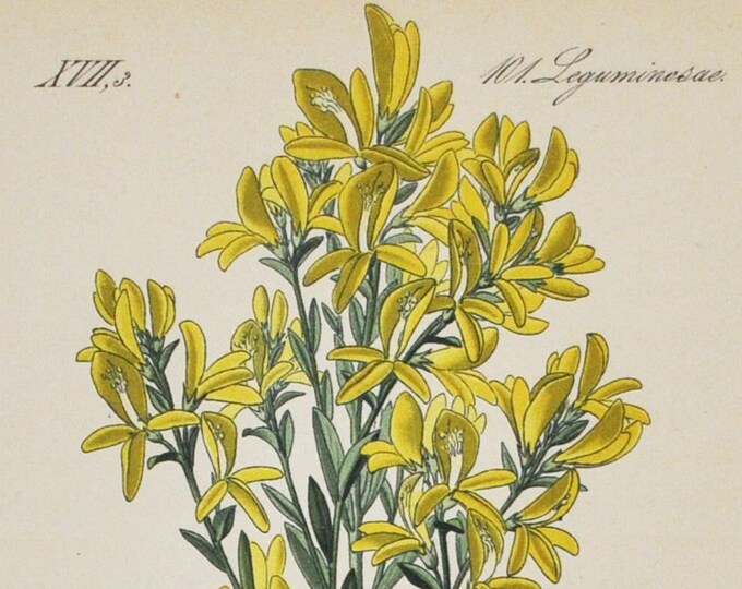 Dyer’s Greenweed Print - Original Antique Botanical Print 1880s - Genista elatior (plant flower seed yellow broom legume fabaceae tinctoria)