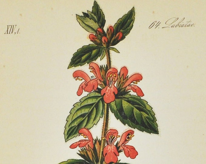 Limestone Woundwort Print - Original Antique Botanical Print 1880s - Stachys alpina (plant, flower, seed alpine betony hedgenettle heal-all)