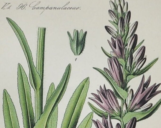 Spiked Bellflower - Original Antique Botanical Print - Campanula spicata - 1880's - bell flower / plant / alps / alpine / campanulaceae