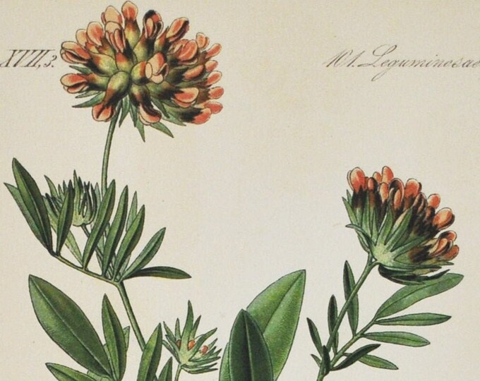 Woundwort Print - Original Antique Botanical Print 1880s - Anthyllis vulneraria rubriflora (plant flower seed pink kidneyvetch kidney vetch)