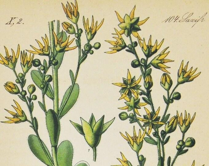 Encrusted Saxifrage Print - Original Antique Botanical Print 1880s - Saxifraga mutata (plant, flower, seed, yellow, orange Carpathian, Alps)