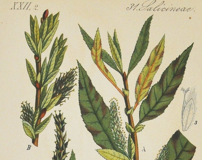 Wavyleaf Willow Print - Original Antique Botanical Print 1880s - Salix undulata (plant, flower, seed, tree, sallow, osier, salicaceae green)