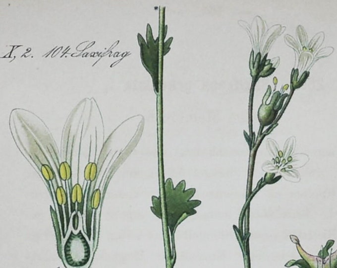 Meadow Saxifrage Print - Original Antique Botanical Print 1880s - Saxifraga granulata (plant flower seed garden white europe Saxifragaceae)