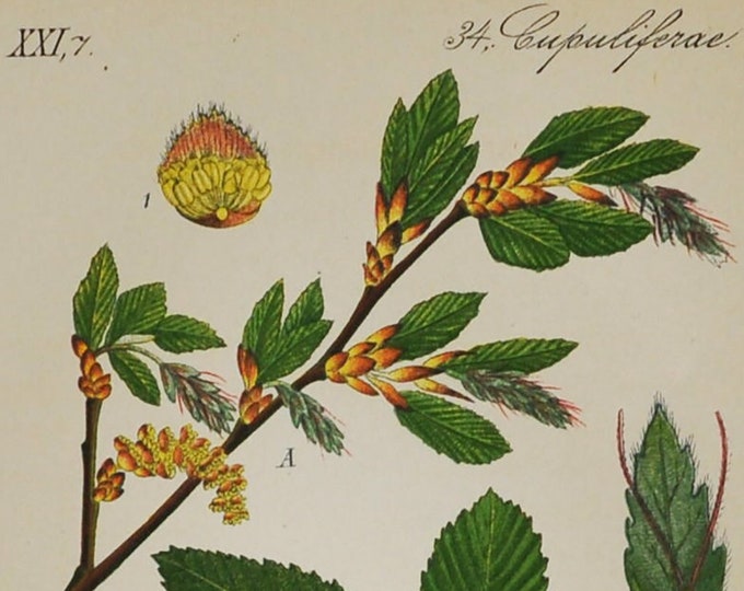 Oriental Hornbeam Print - Original Antique Botanical Print 1880s - Carpinus duinensis (plant, tree, hungary, balkans, italy, crimea, turkey)