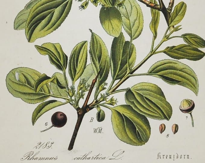 Buckthorn Print - Original Antique Botanical Print 1880s - Rhamnus cathartica (plant flower seed garden common purging europe asia africa)