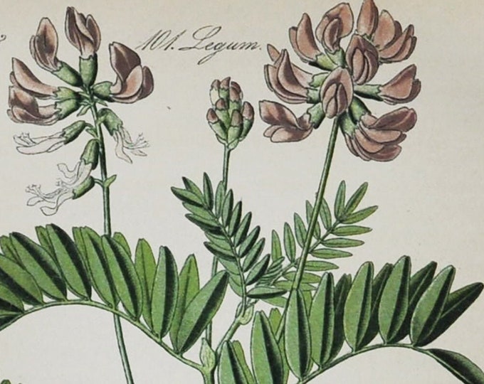 Astragalus Print - Original Antique Botanical Print 1880s - Astragalus oroboides (plant flower seed garden purple europe milkvetch vetch)