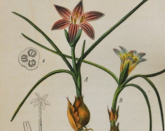 Crocus Print - Original Antique Botanical Print 1880s - Trichonema bulbocodium (plant flower garden seed europe pink purple bulb romulea)
