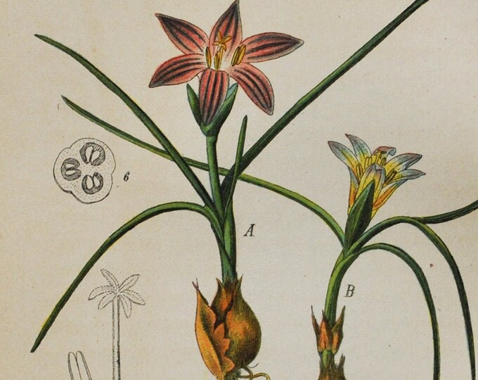 Crocus Print - Original Antique Botanical Print 1880s - Trichonema bulbocodium (plant flower garden seed europe pink purple bulb romulea)