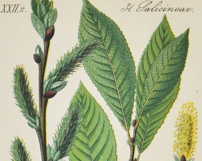 Grey Willow Print - Original Antique Botanical Print 1880s - Salix cinerea (plant, flower, seed, common sallow, grey-leaved, pussy willow)