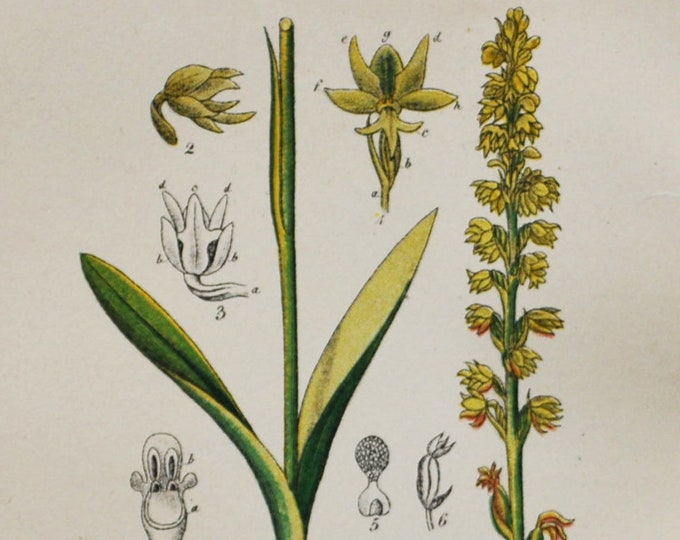 Musk Orchid Print - Original Antique Botanical 1880s - Herminium monorchis (plant flower seed orchidaceae orchidoideae yellow europe orchis)