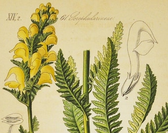 Ascending Lousewort Print - Original Antique Botanical Print 1880s - Pedicularis barrelieri (plant, flower, seed, yellow broomrape parasite)